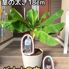 【バナナがなるバナナの木】高さ108cm太さ18cm!!モンキー...