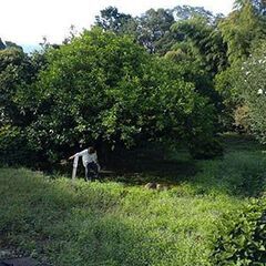 果樹がある静かな場所の農地です。