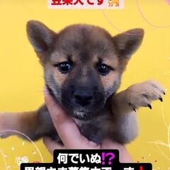 【交渉中】7/30生まれ豆柴犬♂赤