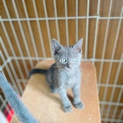 ロシアンブルー風 生後1ヶ月 抱っこ大好き 子猫