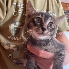 かわいい子猫