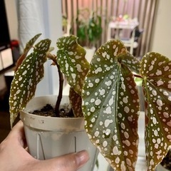 販売//ベゴニアマクラータ　観葉植物