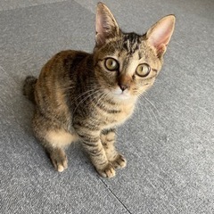 迷子猫