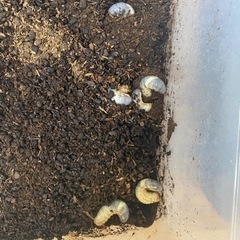 カブトムシ幼虫１匹50円