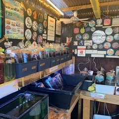 【五桜メダカ】 9月20日　横須賀めだか無人販売