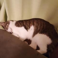 一人暮らしで猫を飼ってる方