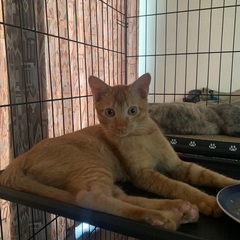 4ヶ月くらいの雄子猫