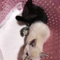 生後1か月〜1か月半　黒猫メス　シャムオス