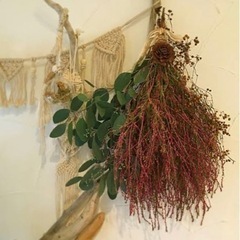 コキア　wgの画像