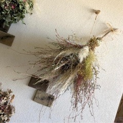 コキア　wgの画像