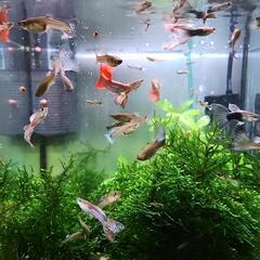 9/19写真更新‼️ミックスグッピー幼魚