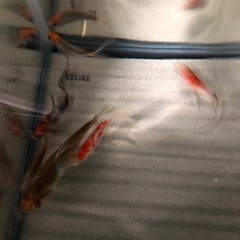朱文金他　金魚