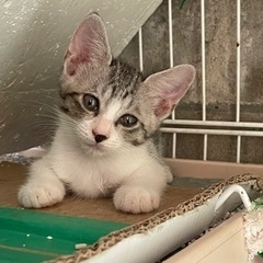 かわいい子猫ちゃん