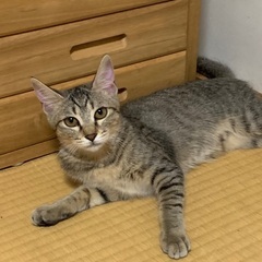 生後5ヶ月♡キジ柄の女の子🐱