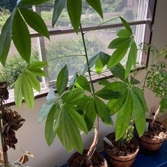 パキラ　観葉植物