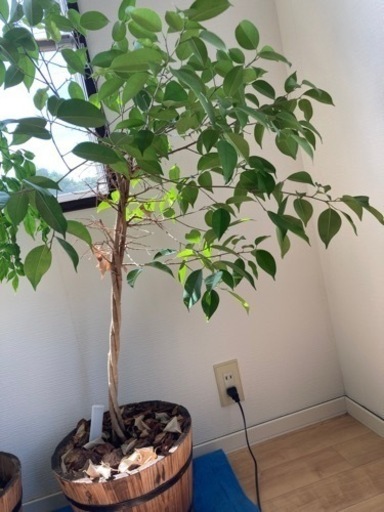 ベンジャミン　観葉植物