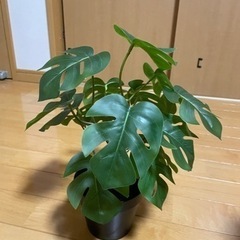 IKEAモンステラ　造花の画像