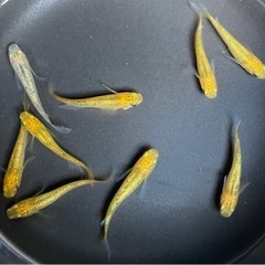 🐟レクリス メダカ🐟 4ペア ＋白タイプ1匹 合計9匹 めだか 現物