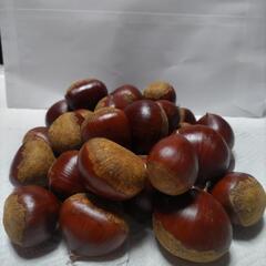 栗