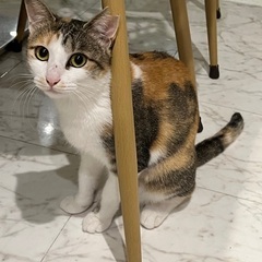 可愛い三毛猫ちゃんの保護猫　里親募集