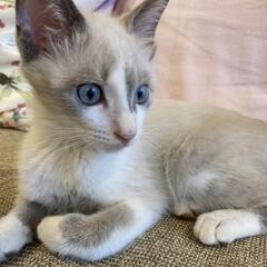 シャムミックス男の子　トライアル決まりました　