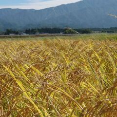 新米 令和５年新潟県産コシヒカリBL 玄米30キロ