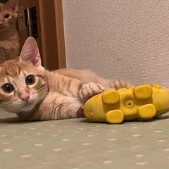 子猫里親さん募集
