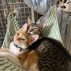 兄弟猫シオンとレモン
