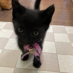 子猫ちゃんをもらってください