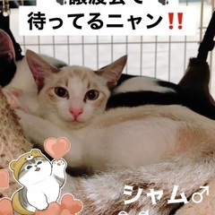🎉9月23日(土)🐈✨島忠ホームズ昭島店様にて『保護猫カフェ ね...