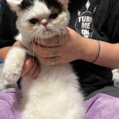 ペットシッター（猫）・キャットグルーミング