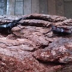 世界のクワガタ展示即売会