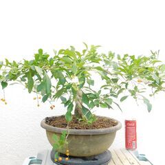 花レンギョウ（白）ー１