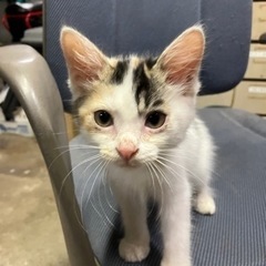 三毛猫　2ヶ月　メス　
