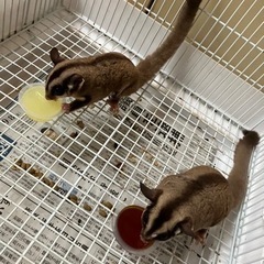 モモンガ