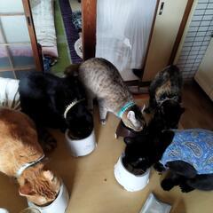 個人で保護活動してます、猫ちゃん、犬 ちゃんのご飯を譲っていただ...