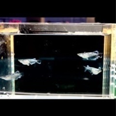 #3御器所メダカ(無人販売)次回営業日のお知らせ
