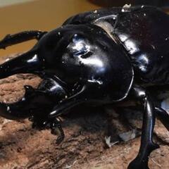 クワガタ・カブト　売ってください