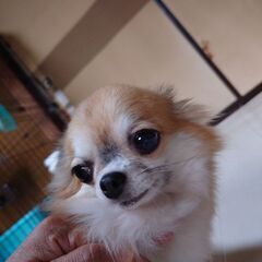 【募集停止中】人が大好きチワワのフォンちゃん