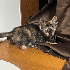 子猫の里親さん募集中