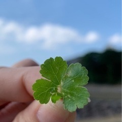 シングルパパさん、ママさん🍀