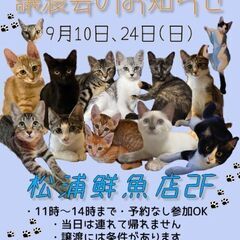 推定1歳過ぎ　子供思いの優しいママ猫ちゃん【9月24日(日曜日)　🌟久留米市小頭町🌟譲渡会🌟】 − 福岡県
