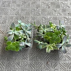 多肉植物　スクエアの画像