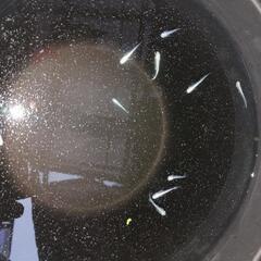 【めだか】サンセット極龍の画像