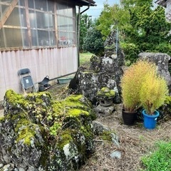 11月　5日まで　庭石　もみじ　松　生えてます