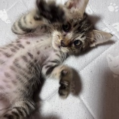 ☆キジトラ男の子の里親さん募集☆