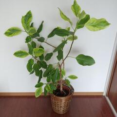 観葉植物