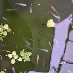 いろいろメダカ🐡　５匹