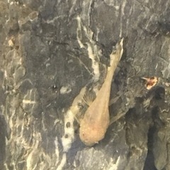 アルビノブッシープレコ(2〜4cm)の画像