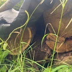 薪　35-40cm玉切　30個ほど　無料